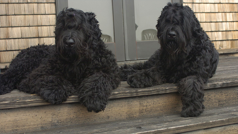 Black Russian Terrier 1