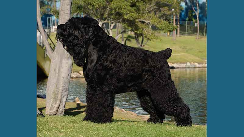 Black Russian Terrier 2