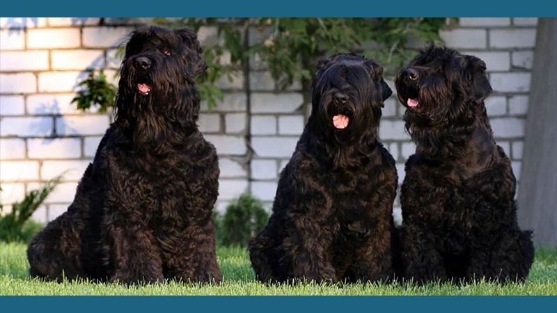 Black Russian Terrier 3