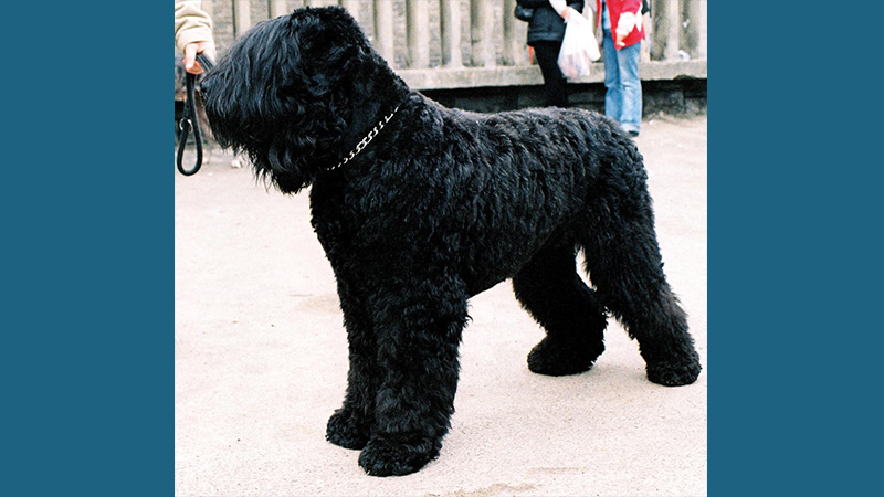 Black Russian Terrier 4