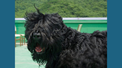 Black Russian Terrier 5