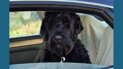 Black Russian Terrier 6