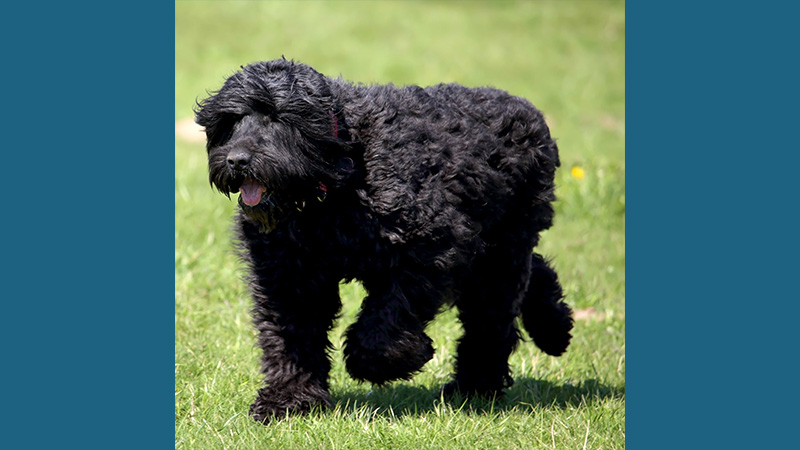 Black Russian Terrier 7
