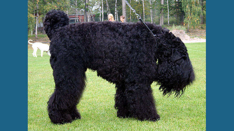 Black Russian Terrier 8