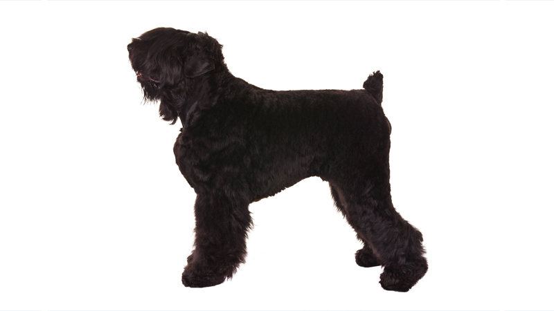 Black Russian Terrier 9