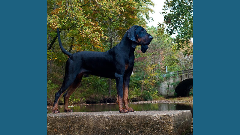 Black and Tan Coonhound 1