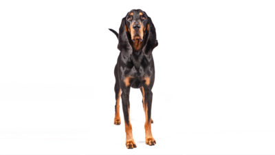 Black and Tan Coonhound 2