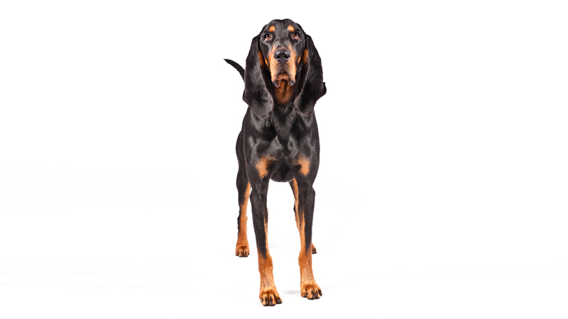 Black and Tan Coonhound 2