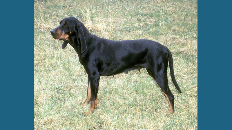 Black and Tan Coonhound 3