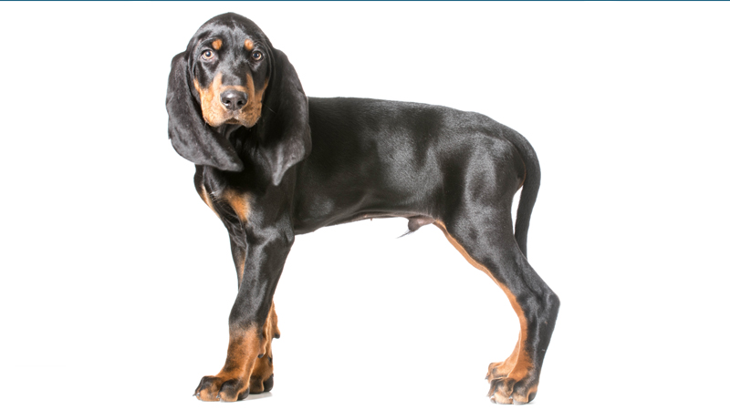 Black and Tan Coonhound 4