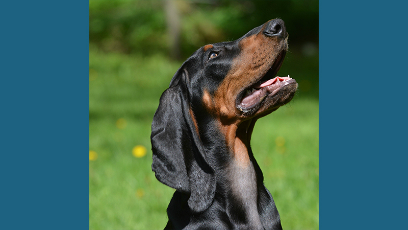 Black and Tan Coonhound 5