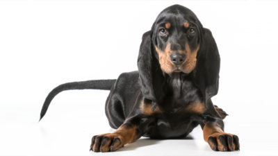 Black and Tan Coonhound 6