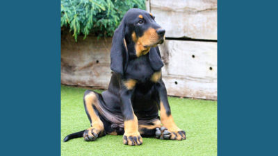 Black and Tan Coonhound 7
