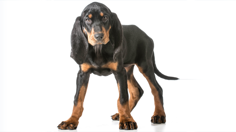 Black and Tan Coonhound 8