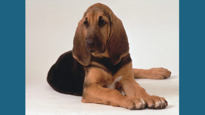 Bloodhound 1