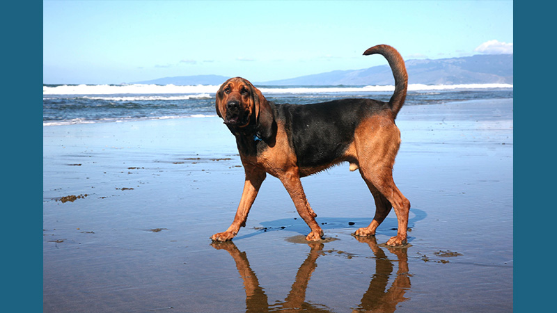 Bloodhound 12