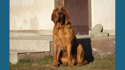 Bloodhound 15