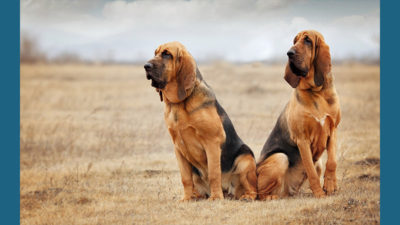 Bloodhound 5