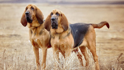 Bloodhound 6