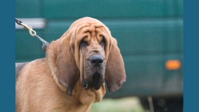 Bloodhound 9