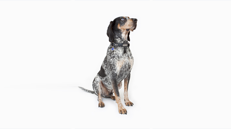 Bluetick Coonhound 1