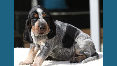 Bluetick Coonhound 10