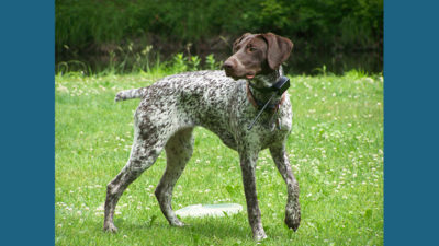 Bluetick Coonhound 11