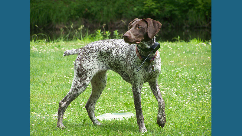 Bluetick Coonhound 11