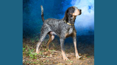 Bluetick Coonhound 12