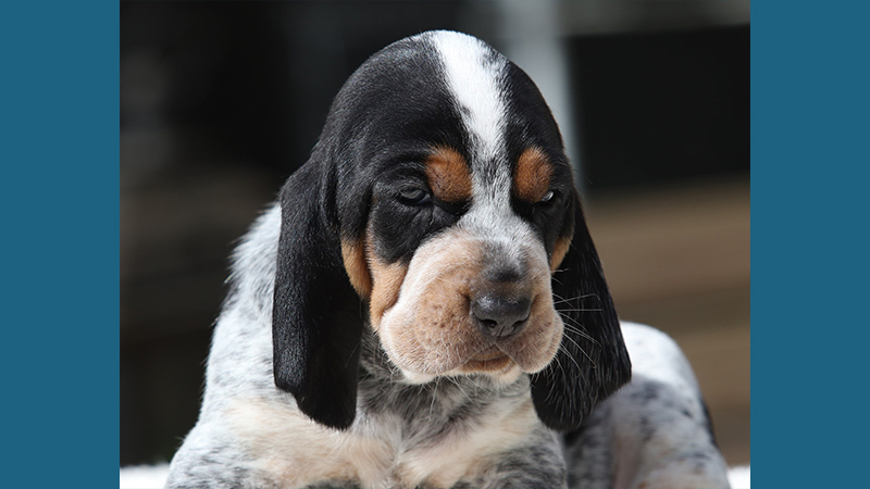 Bluetick Coonhound 13