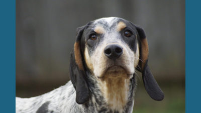 Bluetick Coonhound 3