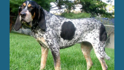 Bluetick Coonhound 4