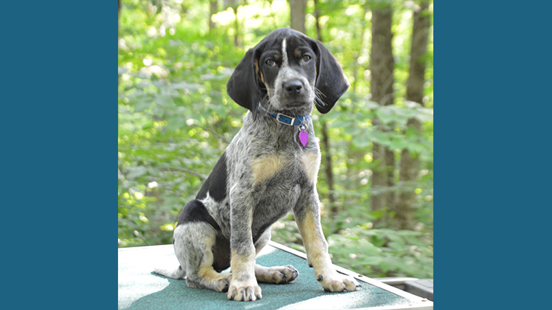 Bluetick Coonhound 5