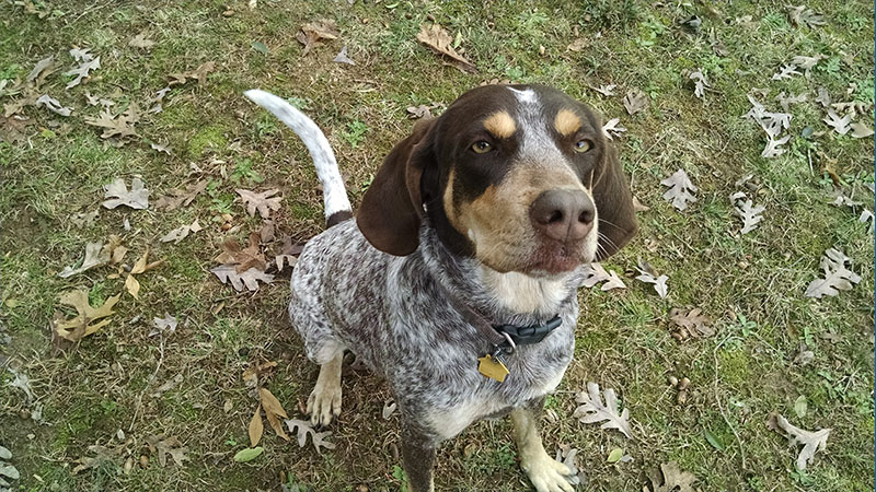 Bluetick Coonhound 6