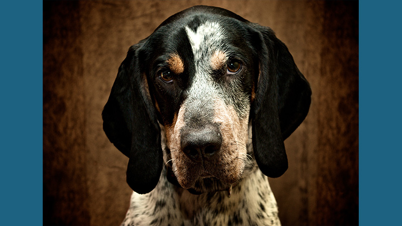 Bluetick Coonhound 7