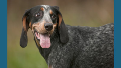 Bluetick Coonhound 8