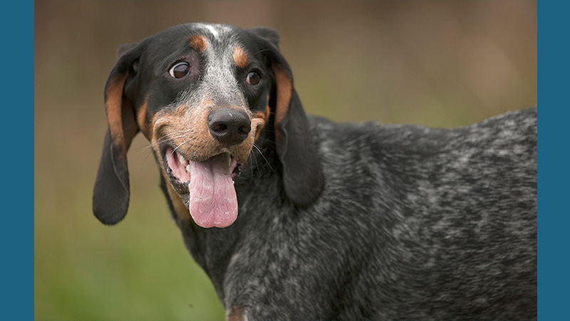 Bluetick Coonhound 8