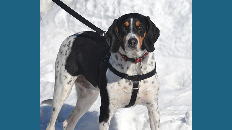 Bluetick Coonhound 9