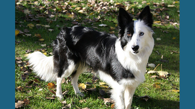 Border Collie 1