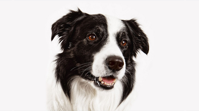 Border Collie 10