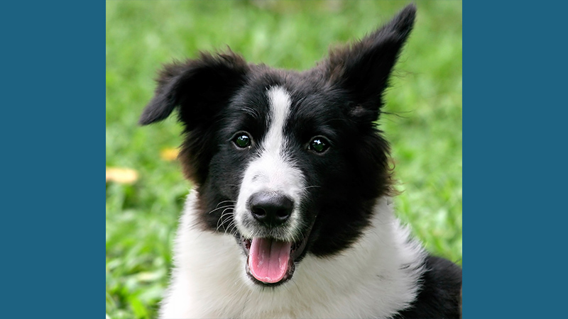 Border Collie 11