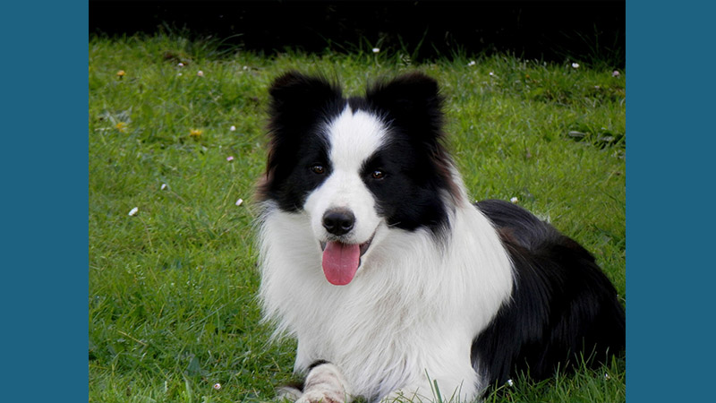 Border Collie 12