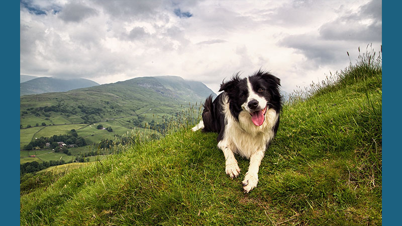 Border Collie 13