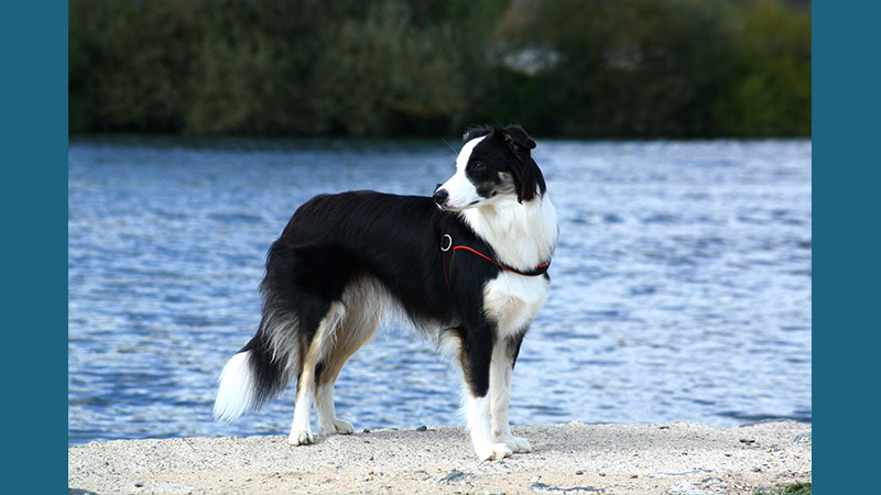 Border Collie 14