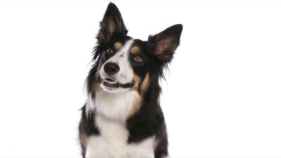 Border Collie 15