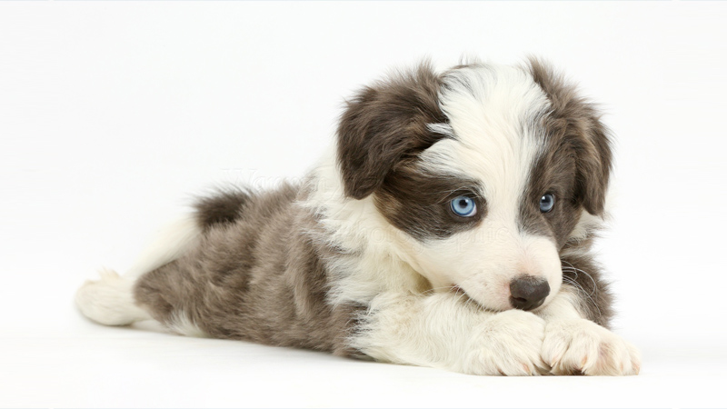 Border Collie 16