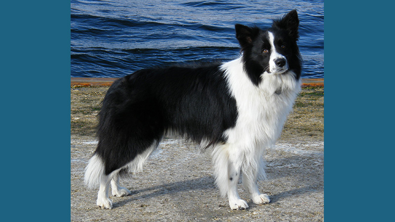 Border Collie 17