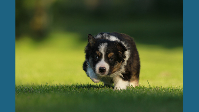 Border Collie 18