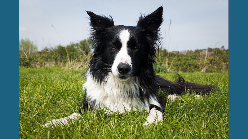 Border Collie 2