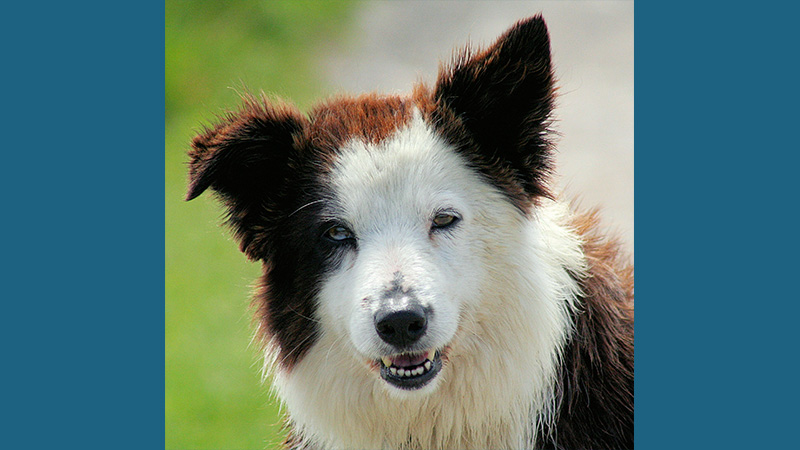 Border Collie 3